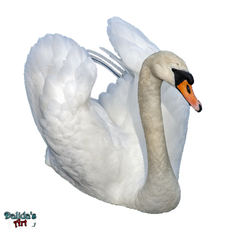 Swan (2) PNG