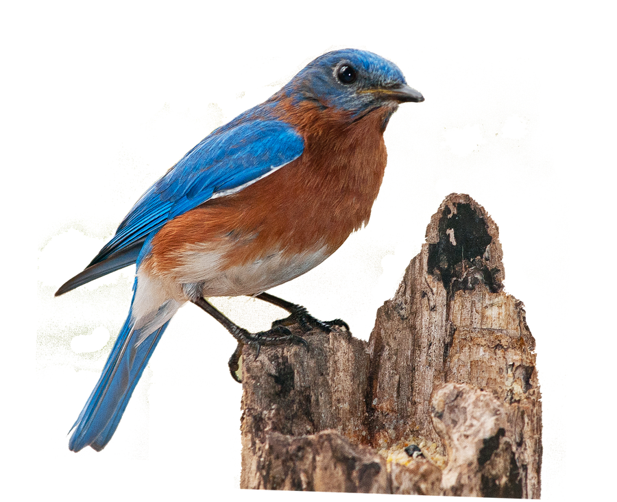 Bluebird Png By Dalidas Art On Deviantart