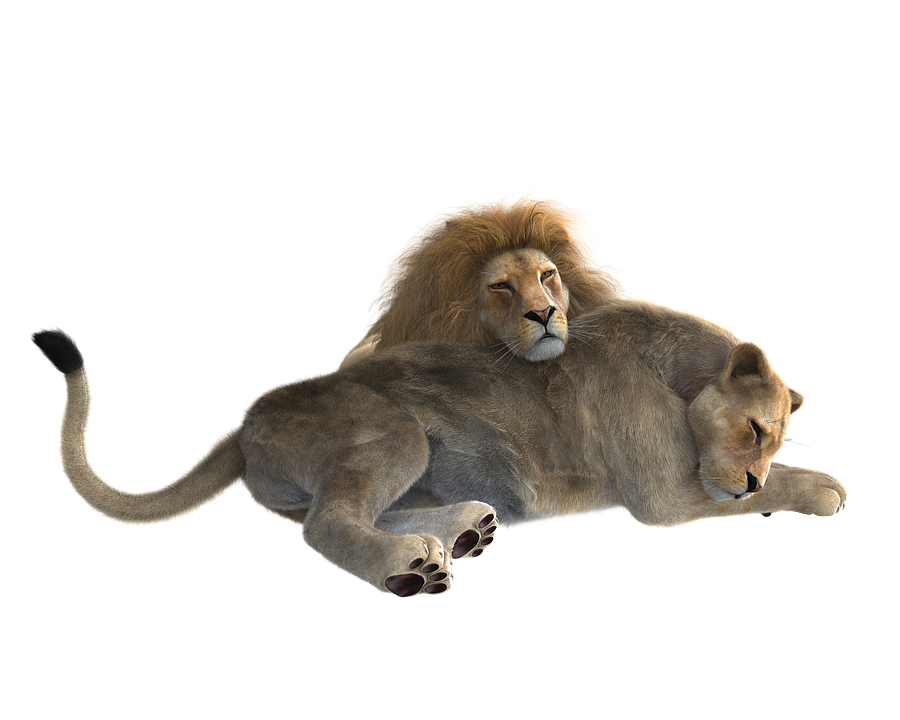Lions couple PNG