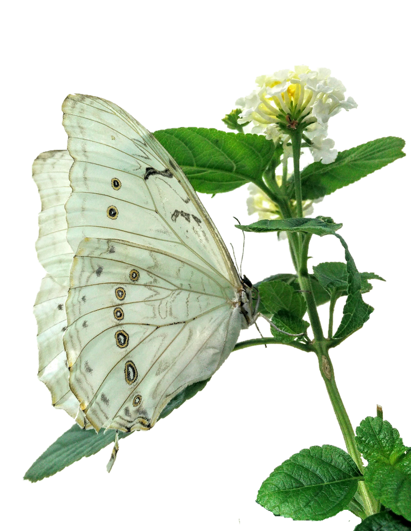 White Butterfly on Flower