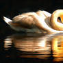 Swan