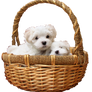 Puppy Maltese-PNG