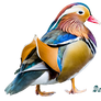 Mandarin Bird png