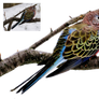 Parakeet png