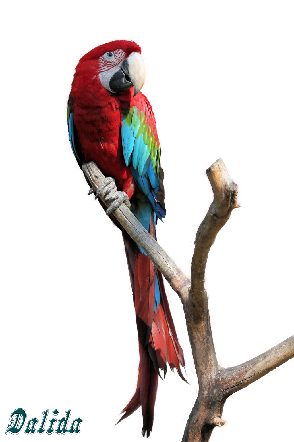 The Cost of Macaw Birds