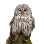 Gray Owl .PNG