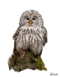 Gray Owl .PNG