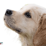 Dog Face PNG