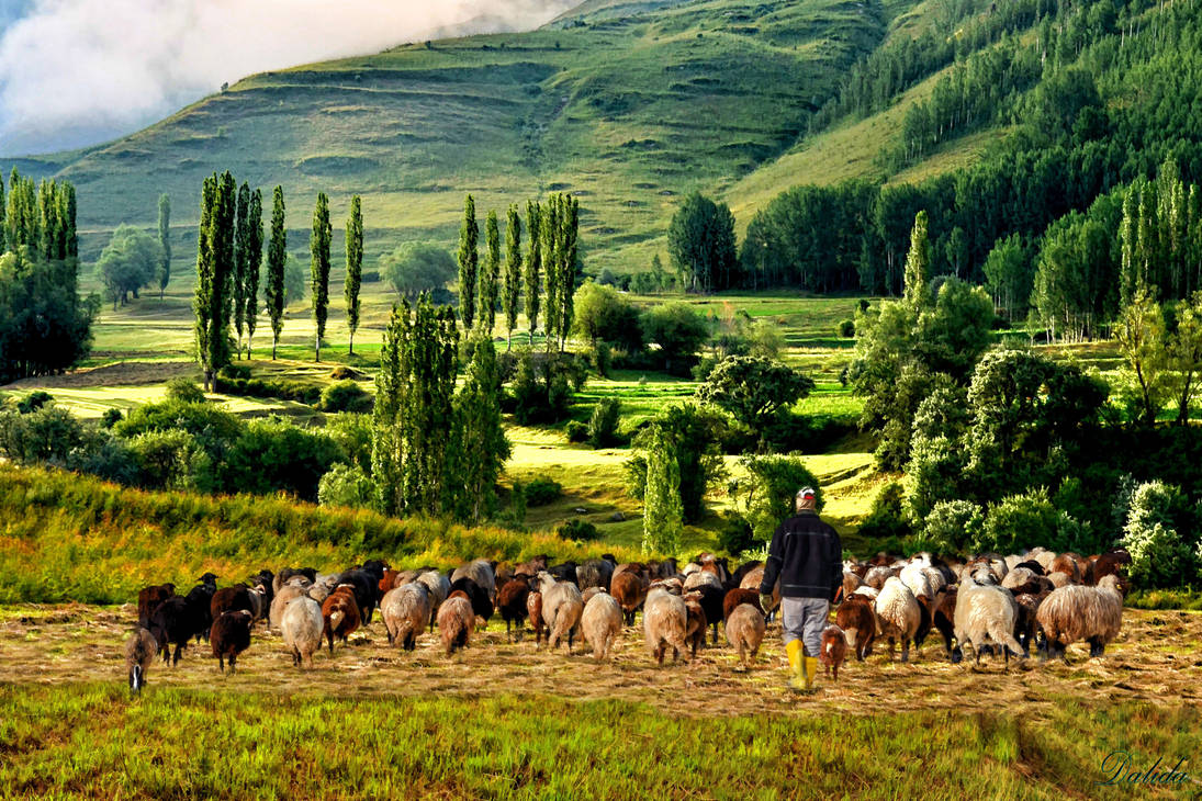 The Flock To Graze by Dalidas-Art on DeviantArt