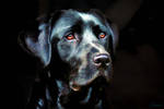 Labrador Retriever by Dalidas-Art