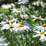 Wedding Flower