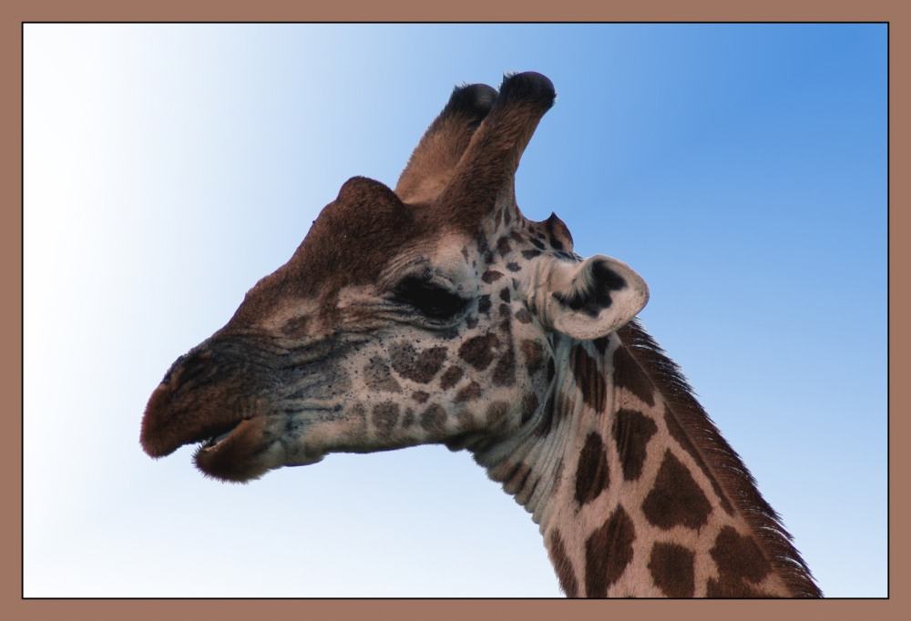 Africa -Series: Giraffe