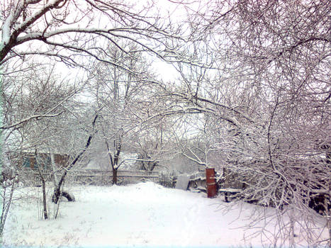 Snow-covered trees 3