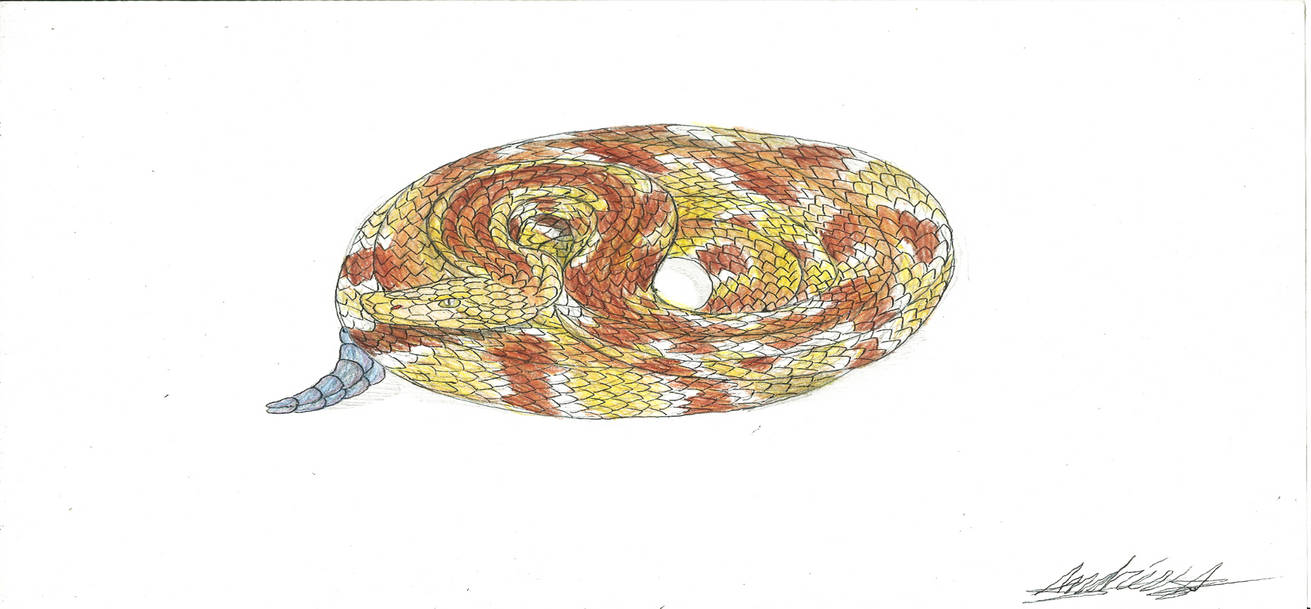 Timber Rattlesnake (Color) by Art-Andy on DeviantArt
