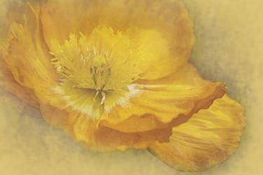 Golden Poppy - Print