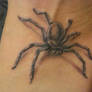 spider tattoo b