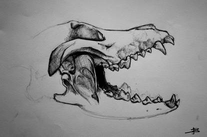 wolf skull study