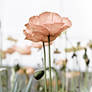 illuminated poppy