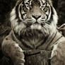 curious tiger
