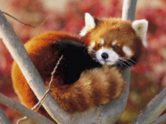 Red Panda Frosted Glass