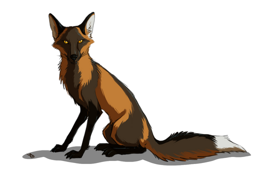 Foxy traveler