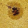 Sunspot