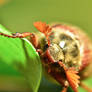 Cockchafer