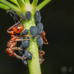 Ants at work !