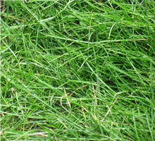 Grass