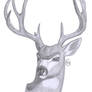 Mule Deer