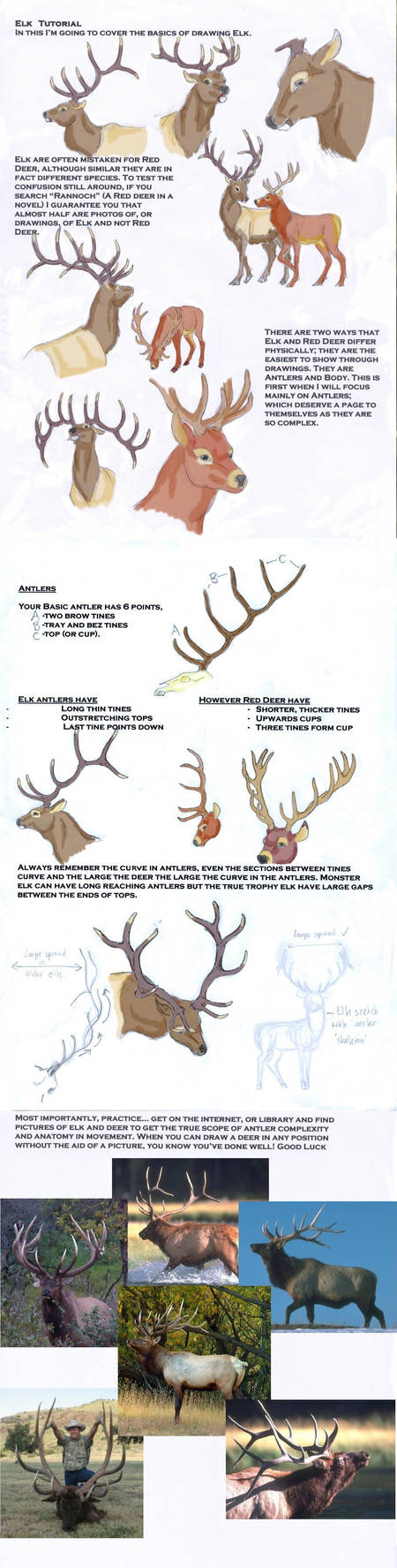 Elk Tutorial by LeeDassin on DeviantArt