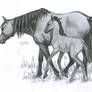 Mother and Foal