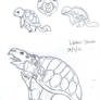 Squirtle Evolution