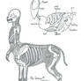 The Centaur - Skeleton and Organs