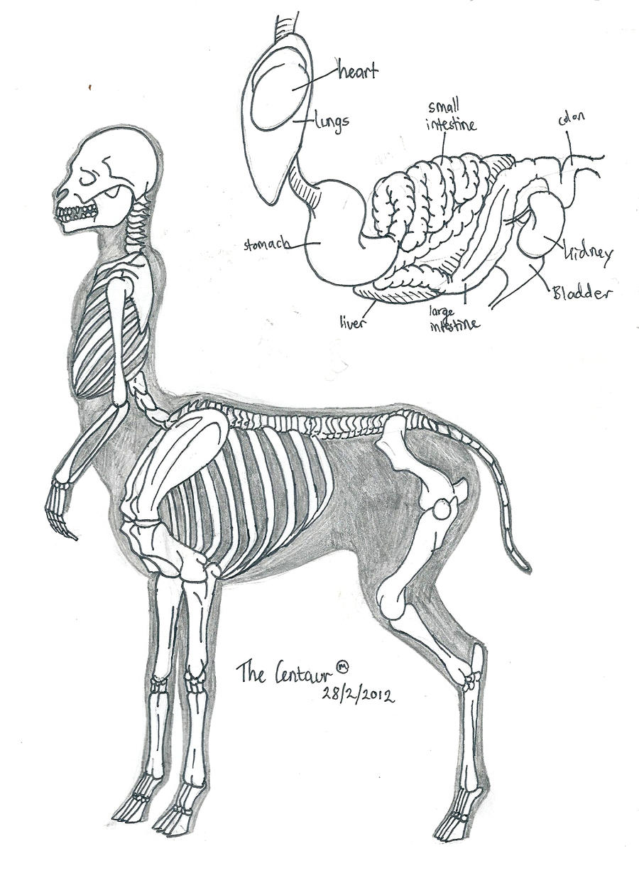 The Centaur - Skeleton and Organs by LeeDassin on DeviantArt