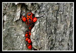 firebeatle by declaudi