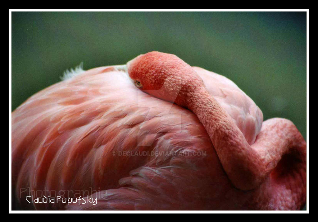 Sleepy Flamingo