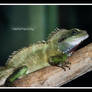 iguana - water dragon