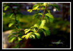 delicate green leaf by declaudi