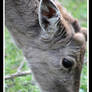 light-brown deer