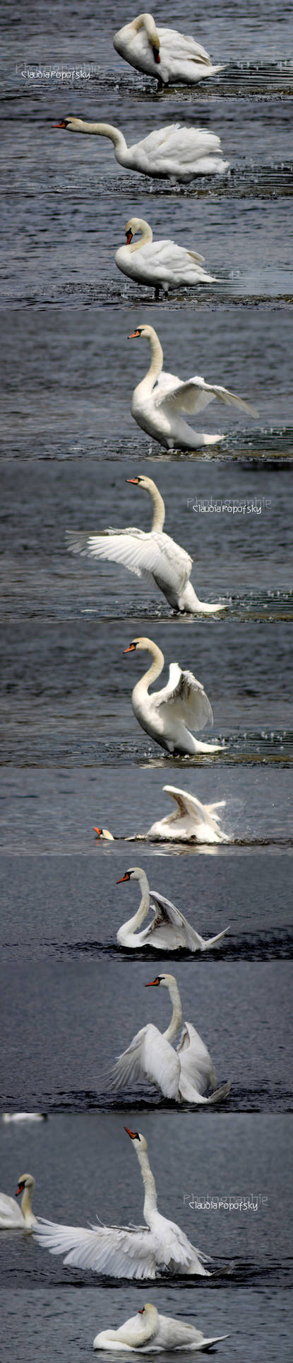 swan gymnastics