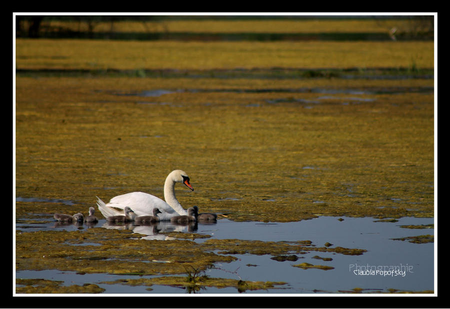 Swan mum