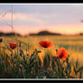 Poppy Landscape