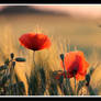 poppies