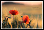 poppies by declaudi