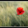 poppy