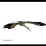 Stork flying away