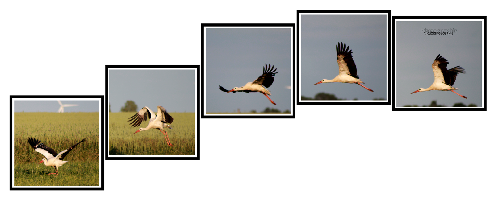 stork flying act