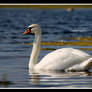 swan