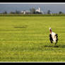 Stork is drying